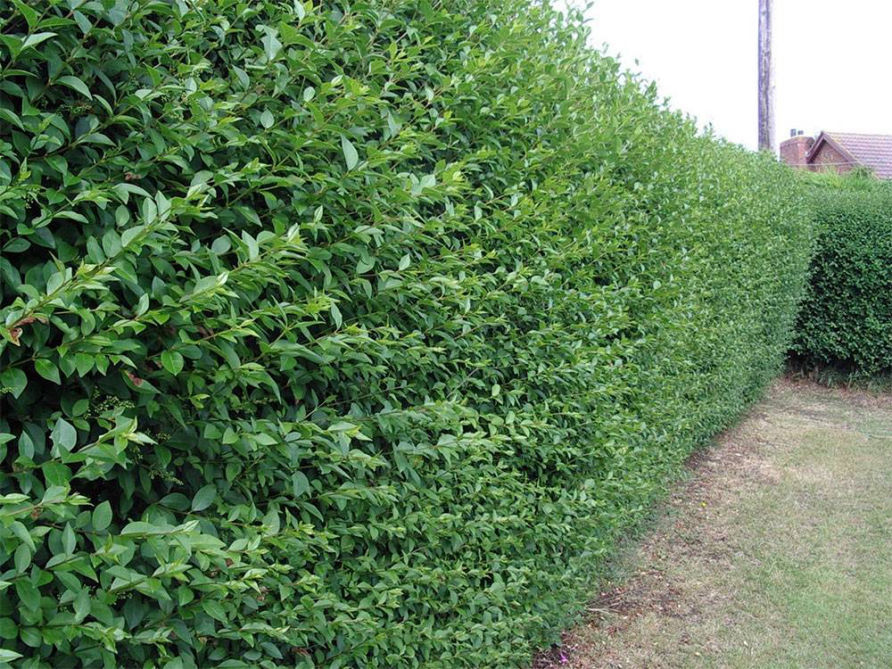 rimini ligusterhecke